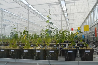 Matériel végétal : Qanopée, le coffre-fort végétal de la vigne du futur