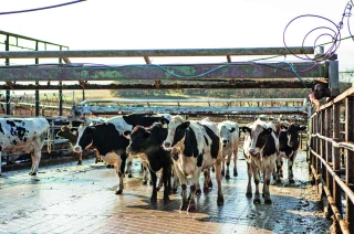 Prix du lait : la FNPL passe à l’action