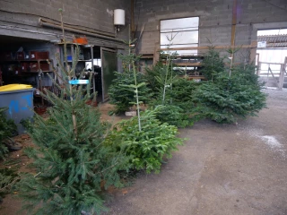 Le sapin, un produit frais, local et de saison