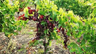 Flavescence dorée : la bataille rang par rang