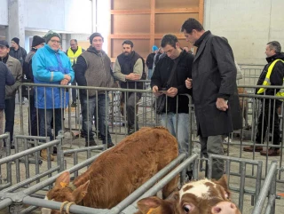 Le marché aux veaux réouvre le 9 février