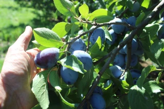 Pertes de récoltes : dossier à déposer avant le 23 mars