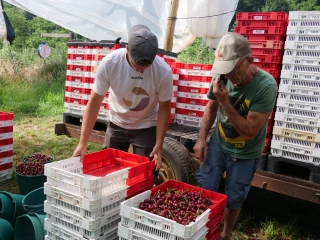 Au cœur de la saison cerises