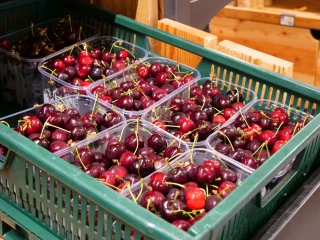 Une saison mouvementée en cerises