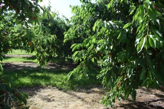 Construisons l’arboriculture de demain