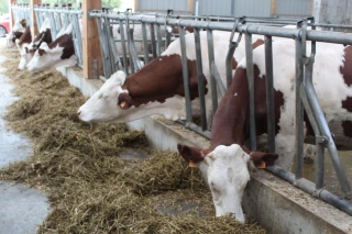 Une synergie qui fait avancer l’élevage