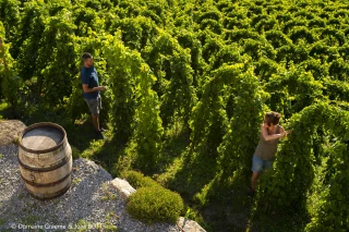 Joli millésime et rendement variable