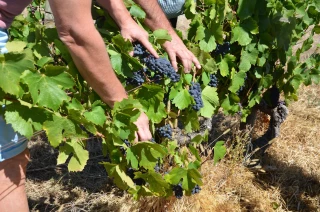 Le recrutement des vendangeurs est en cours