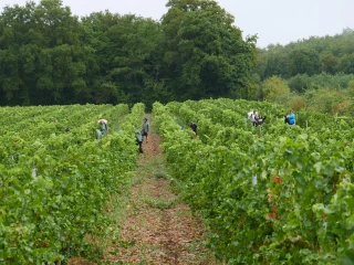 Les vendanges battent leur plein