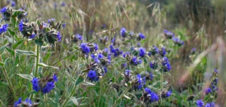 Un écrin pour la diversité végétale