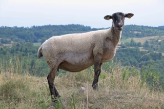 La Grivette bien dans ses pattes