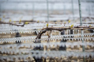 Lutte contre le gel : quelles armes pour protéger la vigne ?