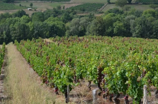 Flavescence dorée : vigilance maximale