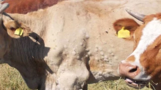 Le Rhône frappé à son tour