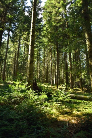 La forêt du futur s'invente dans le Rhône