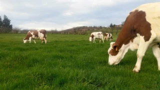 Autonomie fourragère : la double casquette qui amortit la crise sanitaire