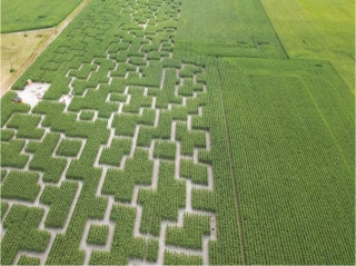 Le labyrinthe qui fait pop