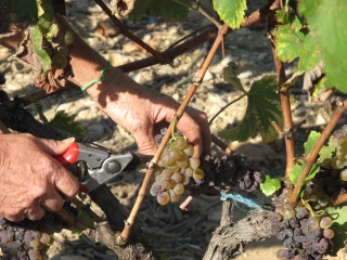 Millésime prometteur au chant des sécateurs