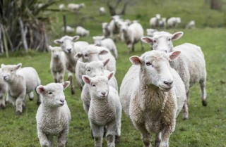 Chute de 7 % de la production de viande ovine