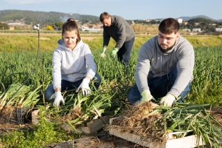 Nette baisse des IFT en cultures légumières (COPIE)