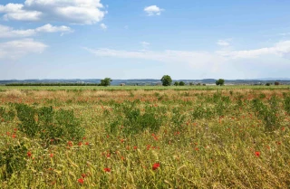 Les friches menacent l’agriculture française