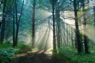 Déforestation : la FAO tire le signal d’alarme