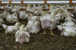 L’Afivol mobilisée pour regagner du terrain en matière de souveraineté alimentaire