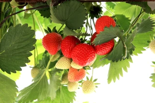 Fraises : bientôt un pic critique de gariguettes 