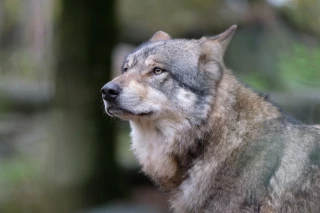 Bovins : le gouvernement va assouplir les tirs de défense contre les loups