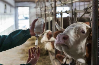 DNC : la vaccination reconduite pour 2026