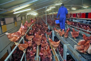 La filière œuf vise 575 nouveaux bâtiments d’ici à 2035